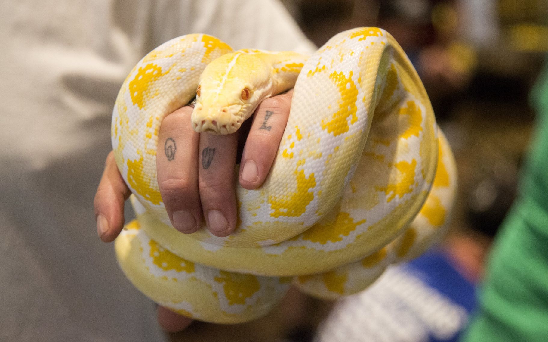 Show Me Reptile and Exotics Show